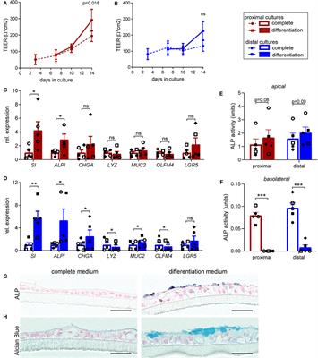 A Human 2D Primary Organoid-Derived Epithelial Monolayer Model to Study Host-Pathogen Interaction in the Small Intestine